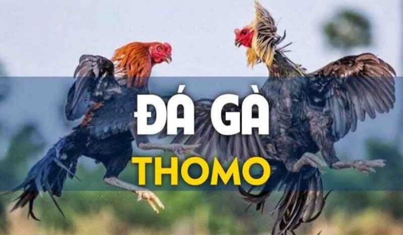 Đá Gà Thomo – Đấu Trường Sinh Tử Của Chiến Kê