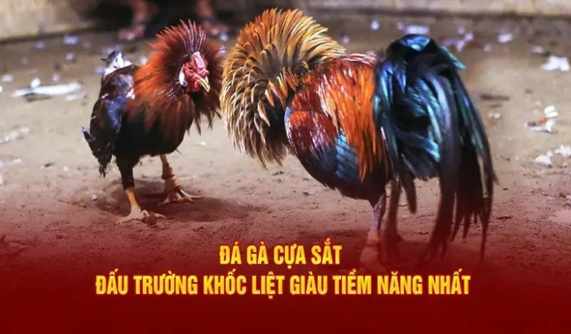 Đá Gà Cựa Sắt - Chia Sẻ Luật Và Bí Kíp Đặt Cược Cho Tân Binh