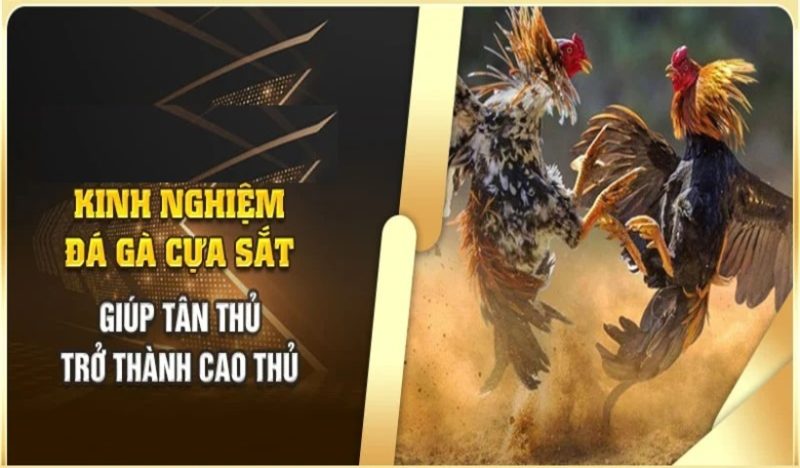 Nghiên cứu chi tiết về từng giống gà để đặt cược hiệu quả